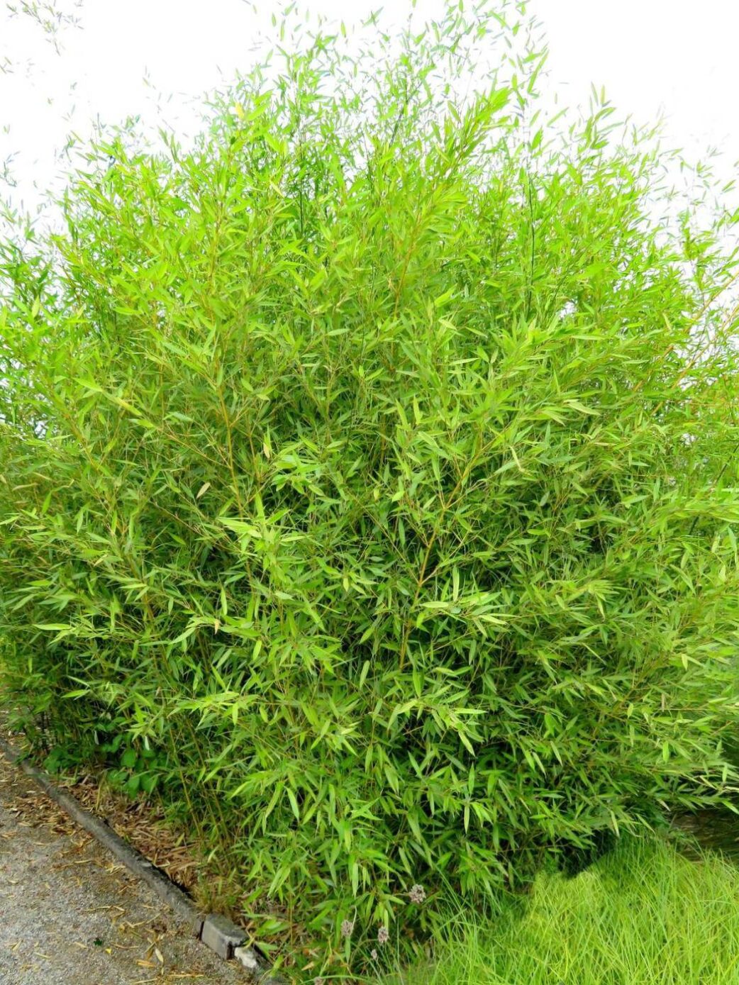 Phyllostachys bissetii bambou géant en pot 10L, hauteur 175 cm ou plus, feuillage dense et vert