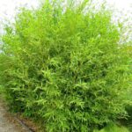 Phyllostachys bissetii bambou géant - 10L - 175+ cm