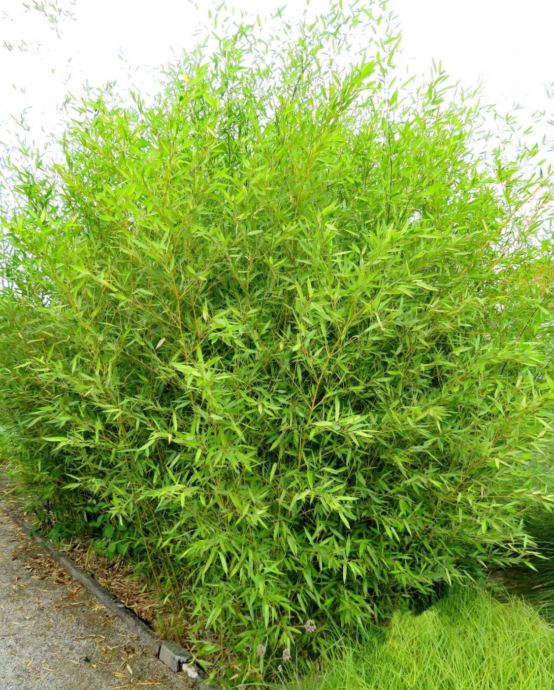 Phyllostachys bissetii bambou géant – 10L – 175+ cm