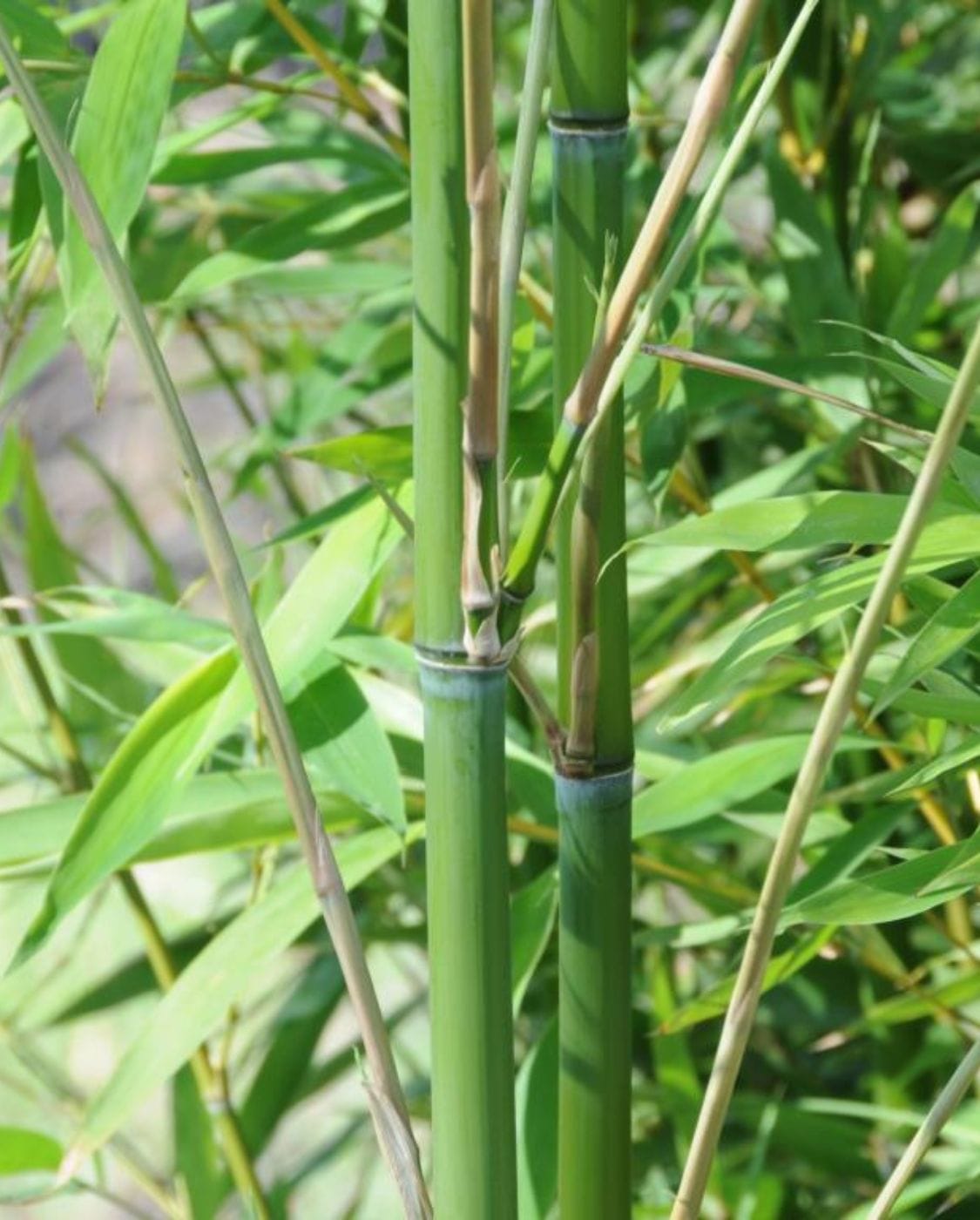 Phyllostachys bissetii