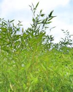 Feuilles de Phyllostachys bissetii bambou géant, feuillage persistant vert vif en gros plan