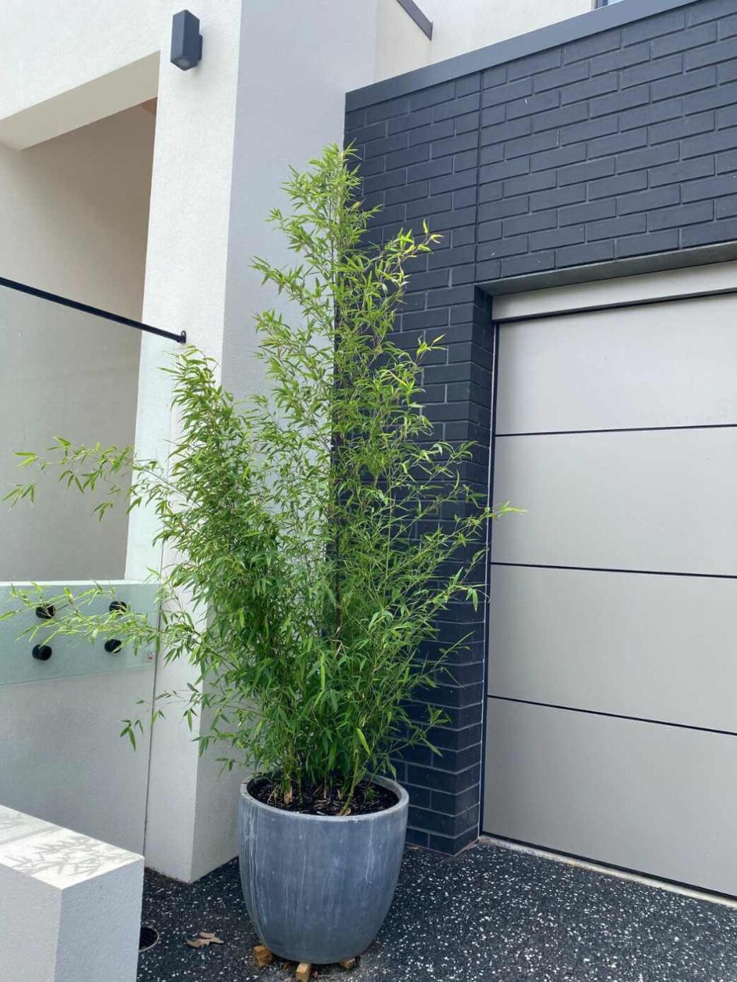 Phyllostachys Nigra bambou noir en pot 15L, tiges noires élégantes, hauteur 150 cm