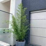 Phyllostachys Nigra - 15L - 150+ cm