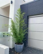 Phyllostachys Nigra bambou noir en pot 5L, hauteur 150 cm, tiges noires élégantes