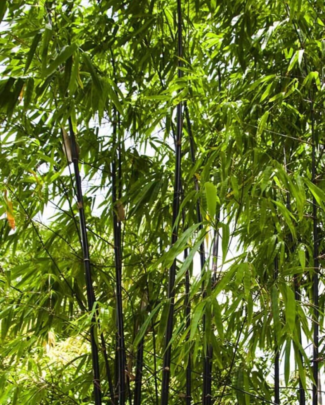 Phyllostachys Nigra bambou noir plante en pot 15L, 150 cm, tiges sombres et feuilles vertes