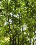 Phyllostachys Nigra bambou noir plante en pot 5L avec feuillage vert et tiges sombres