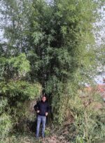 Phyllostachys parvifolia bambou géant en pot 15L, hauteur 125 cm ou plus, feuillage dense et vert