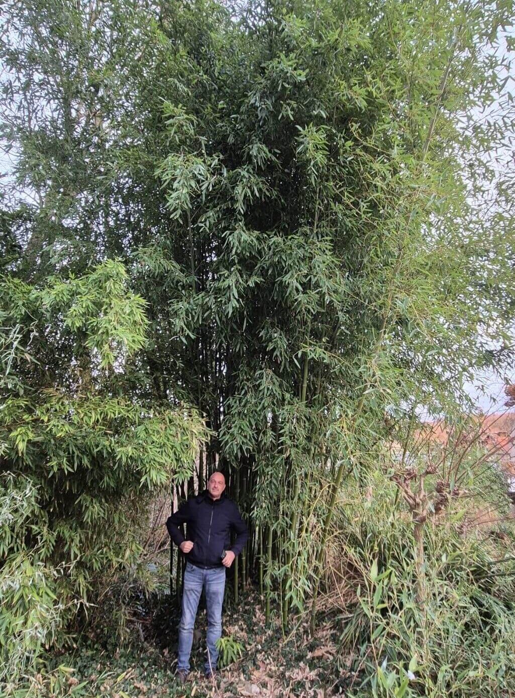 Phyllostachys parvifolia bambou géant en pot 5L, hauteur 75 cm et plus, feuillage vert dense