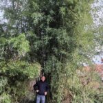 Phyllostachys parvifolia - 5L - 75+ cm