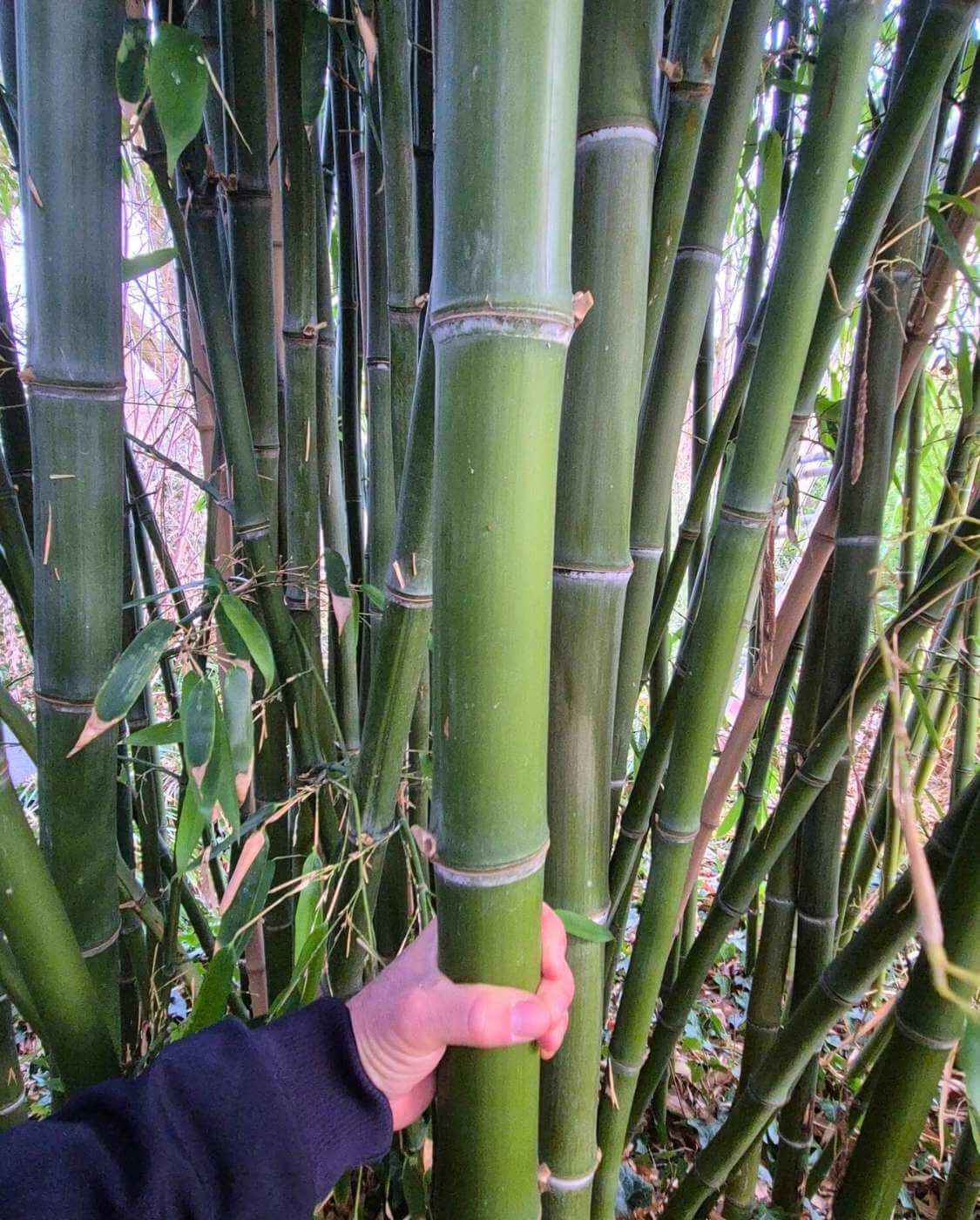 Phyllostachys parvifolia