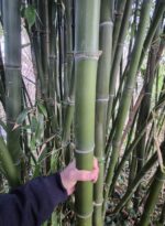 Phyllostachys parvifolia chaumes robustes de bambou géant, tiges vertes dressées