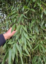Phyllostachys parvifolia feuilles vertes persistantes de bambou géant, feuillage décoratif 75 cm