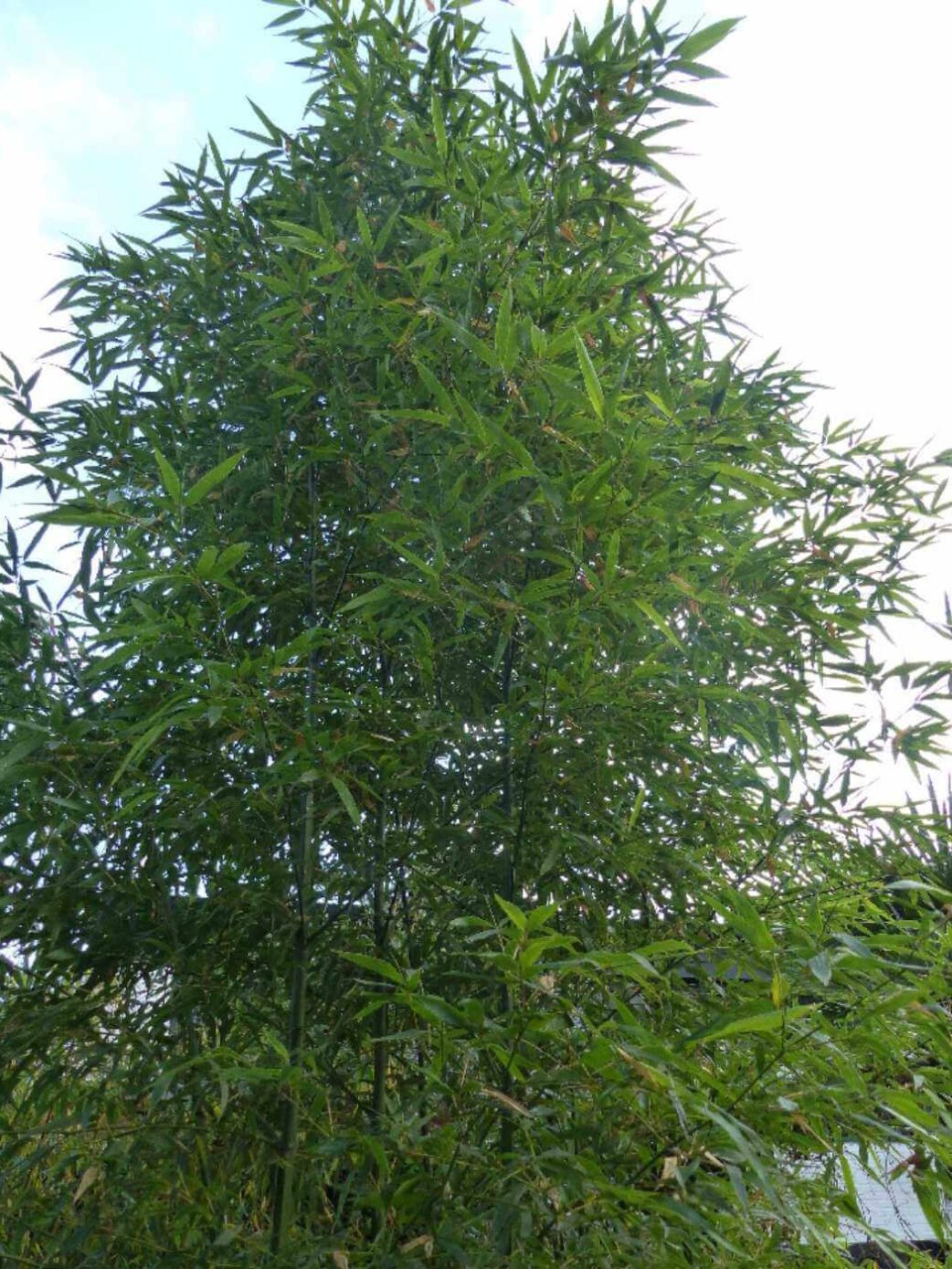 Phyllostachys Shanghai 3 bambou plante 15L 200 cm, grande variété de bambou persistant