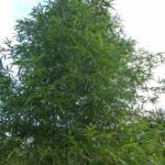 Phyllostachys sp. Shanghai 3 - 15L - 200+ cm
