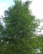 Phyllostachys Shanghai 3 bambou plante 15L 200 cm, grande variété de bambou persistant