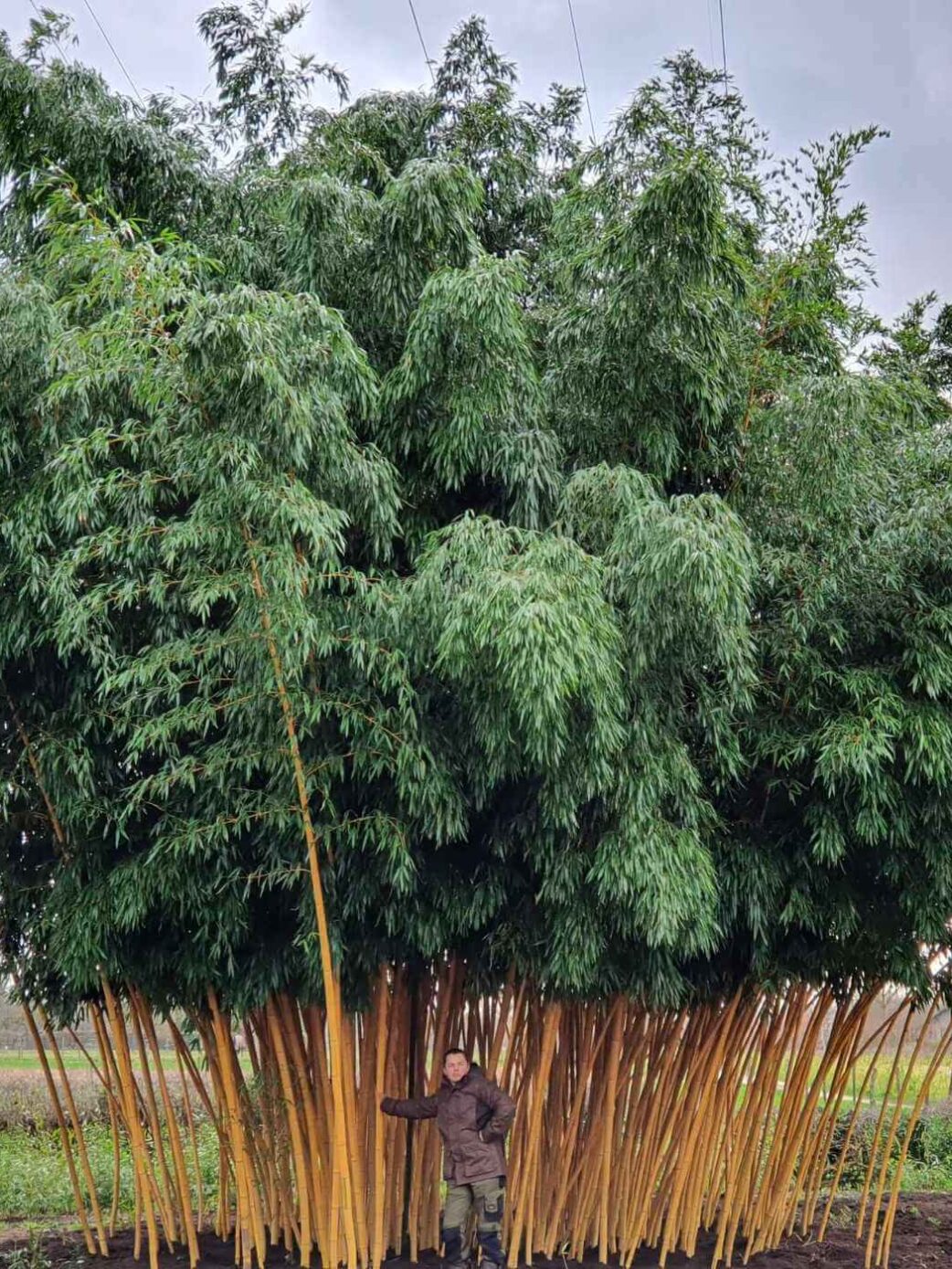 Phyllostachys vivax Aureocaulis - 15L - 150+ cm