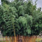 Phyllostachys vivax Aureocaulis - 15L - 150+ cm