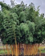 Phyllostachys vivax Aureocaulis - 15L - 150+ cm