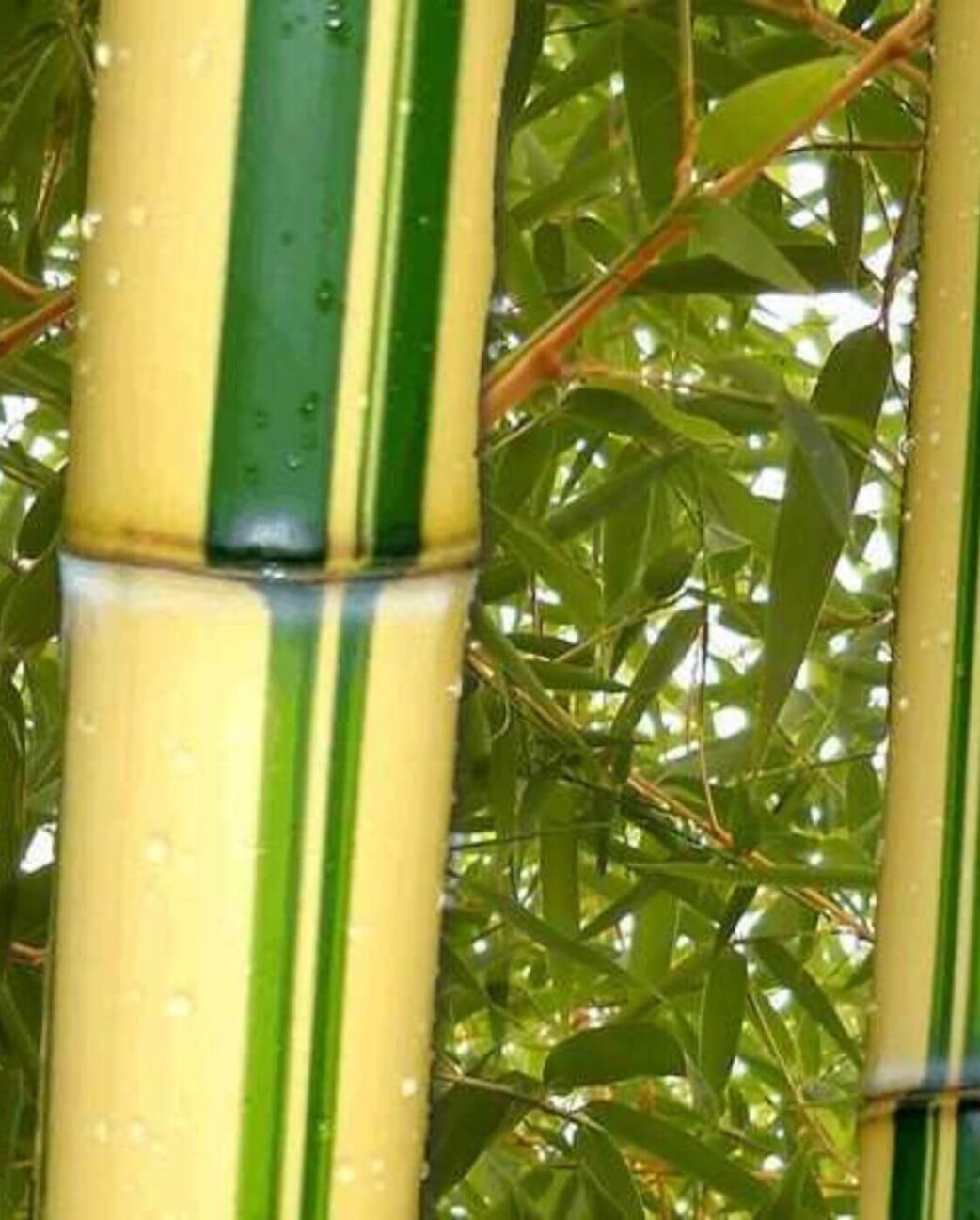 Phyllostachys vivax Aureocaulis - 15L - 150+ cm 2