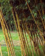 Phyllostachys vivax Aureocaulis - 15L - 150+ cm 3