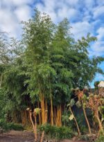 Phyllostachys vivax Aureocaulis - 15L - 150+ cm 4