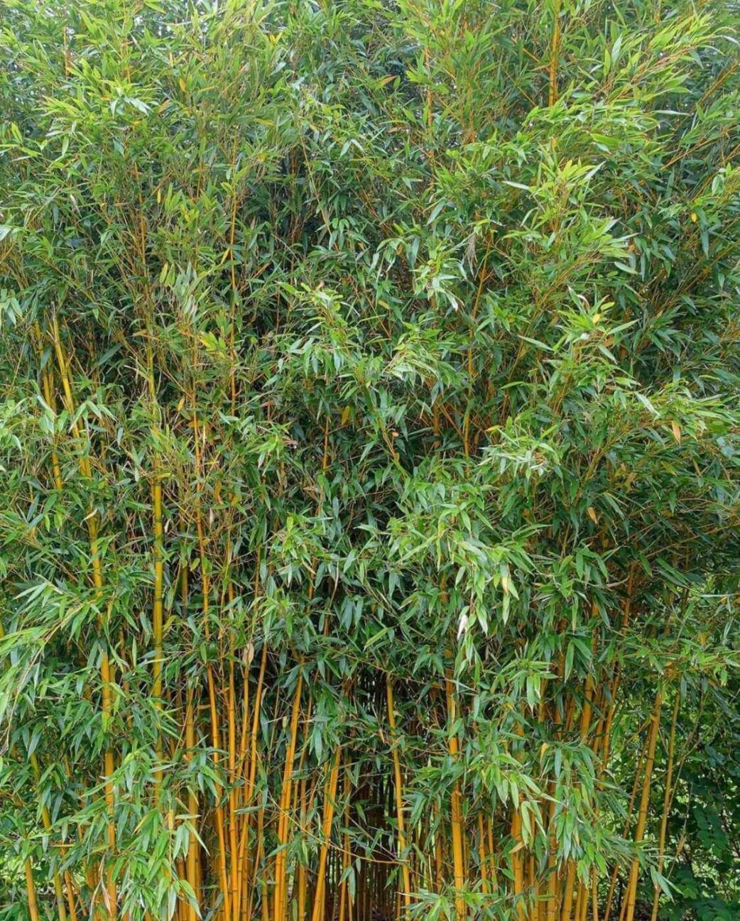 Phyllostachys vivax Aureocaulis - 15L - 150+ cm 5