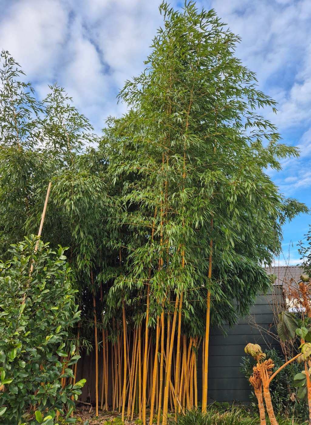 Phyllostachys vivax 'Aureocaulis'