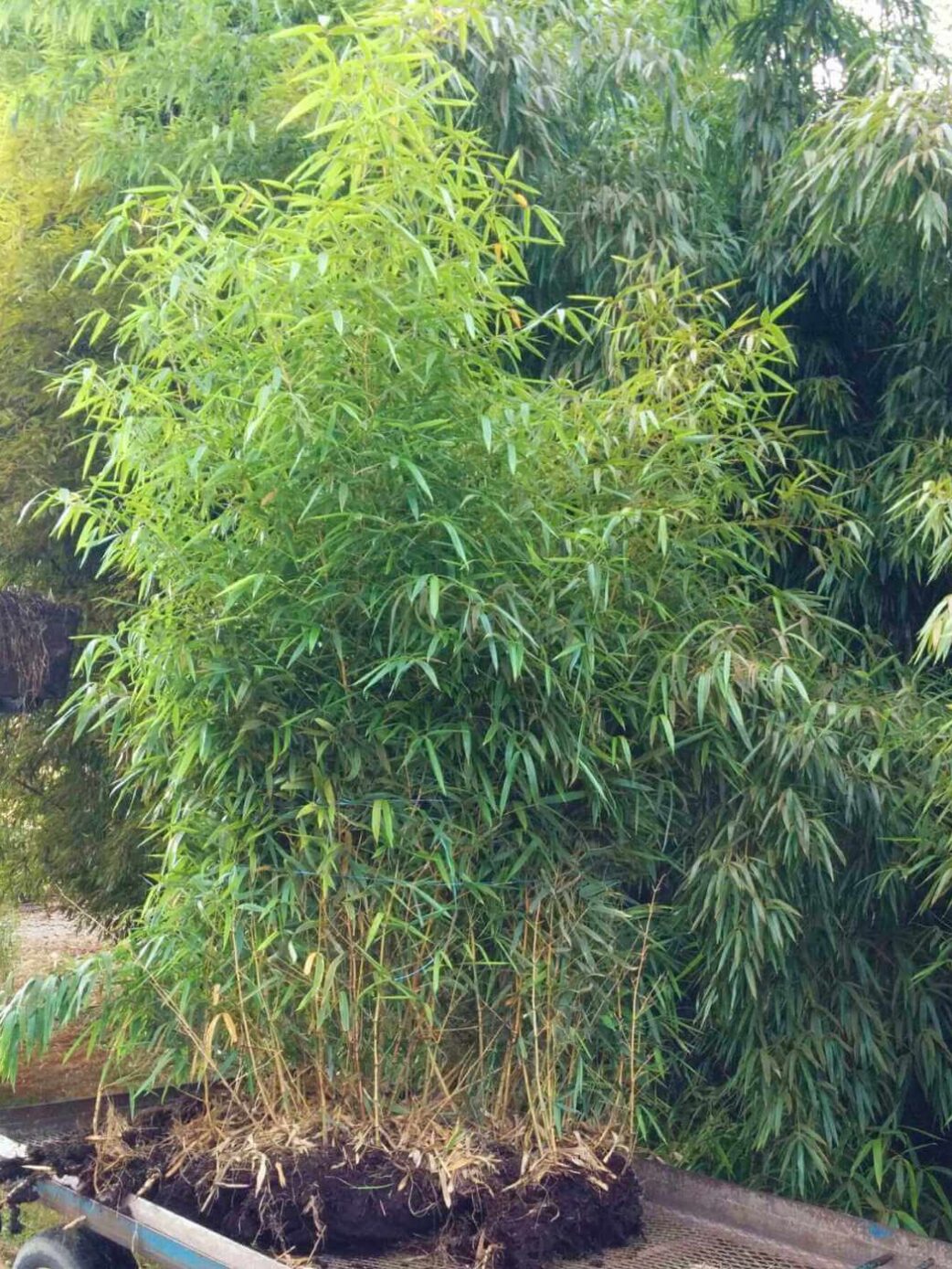 Phyllostachys vivax Huangwenzhu - 10L - 125+ cm