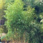 Phyllostachys vivax Huangwenzhu - 10L - 125+ cm