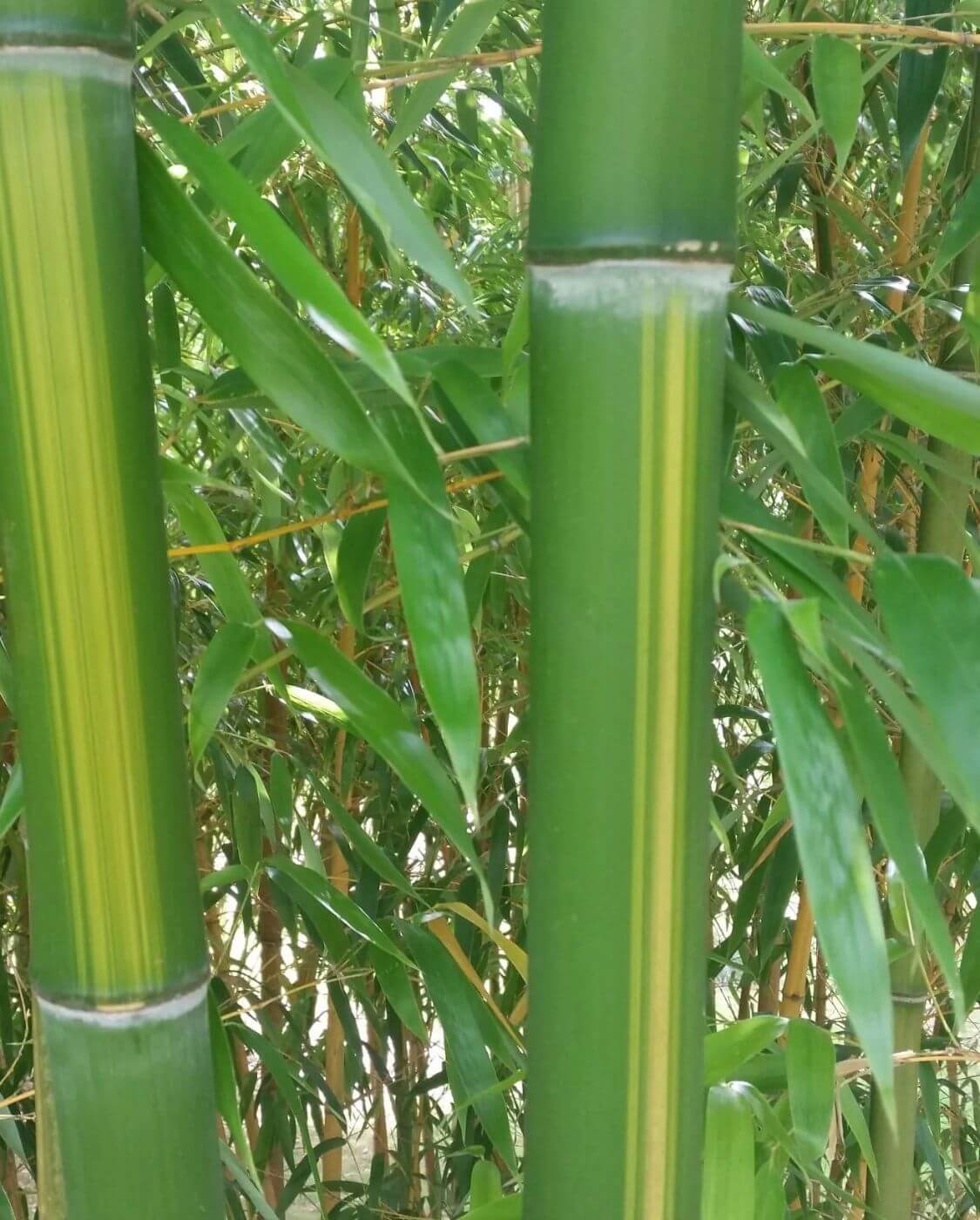 Phyllostachys vivax 'Huangwenzhu'