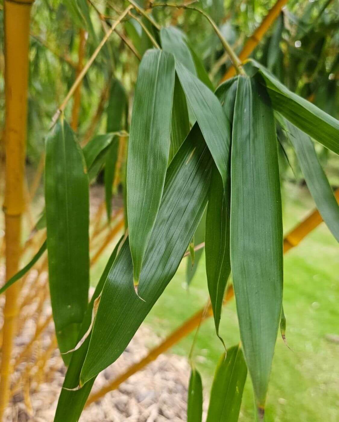 Phyllostachys vivax 'MC Clure'