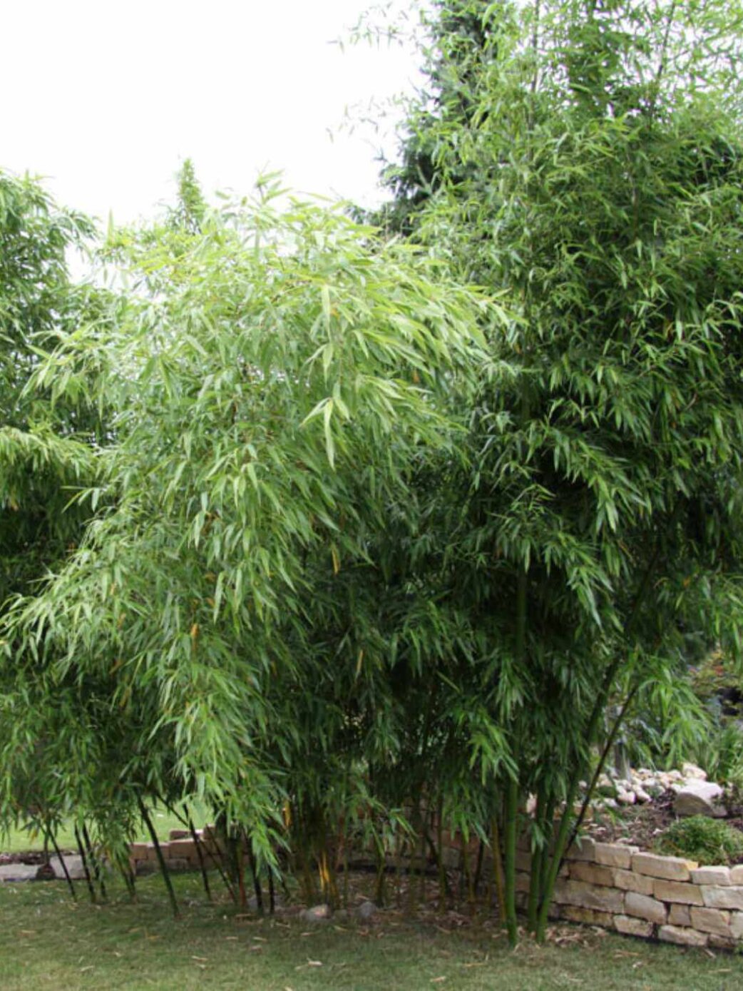 Phyllostachys vivax McClure bambou géant en pot 5L, hauteur 150 cm ou plus