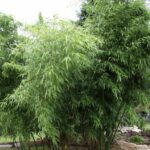 Phyllostachys vivax McClure - 5L - 150+ cm