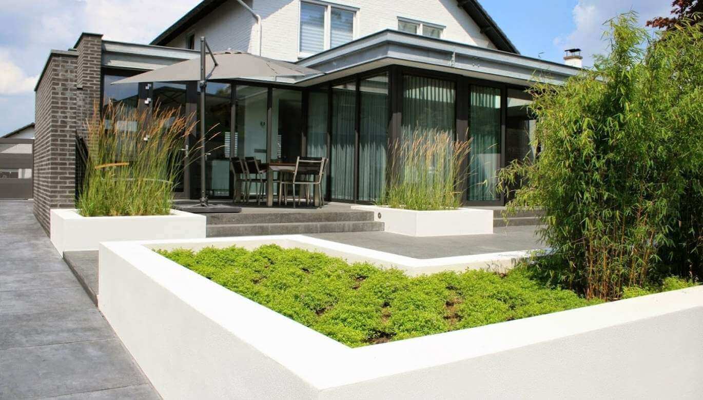 Plantes de bambou non traçant