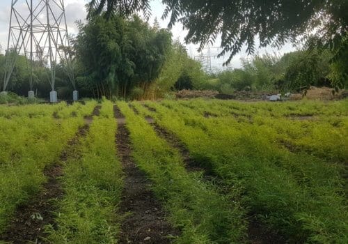 Plantes fargesia compactes