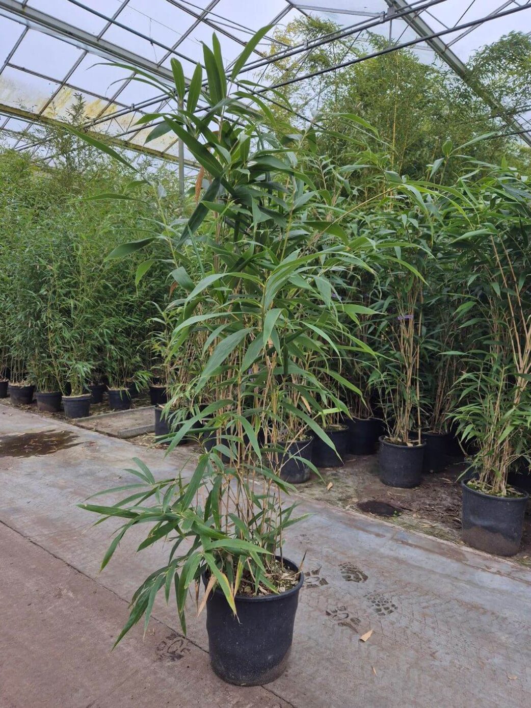 Pseudosasa japonica (Bambou flèche) - 10L - 150+ cm