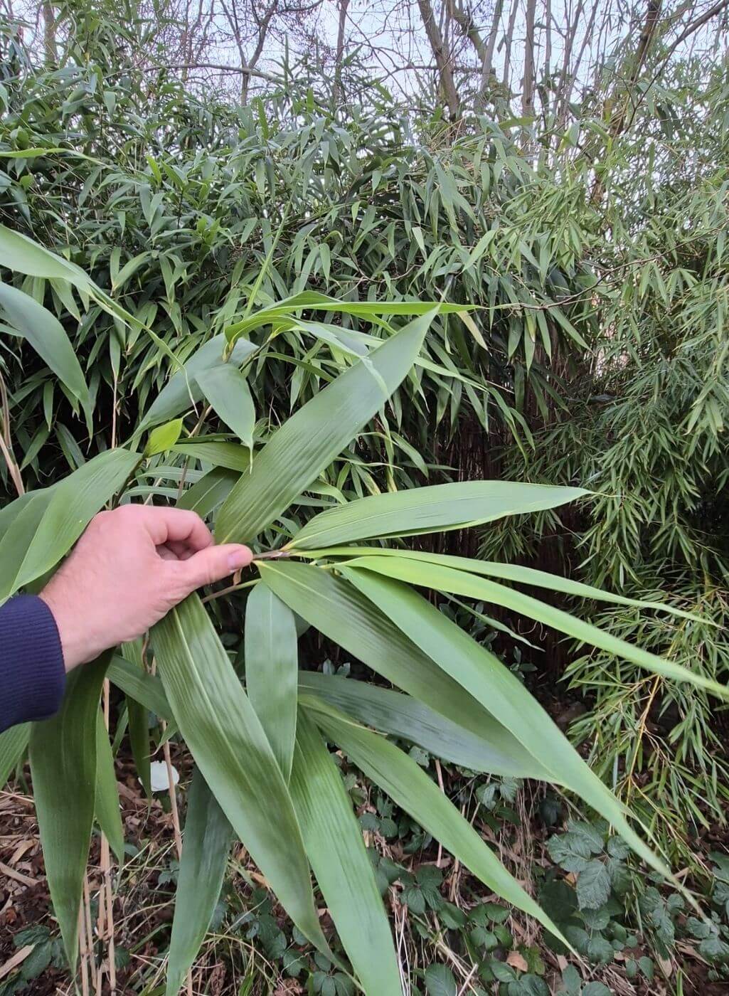 Pseudosasa japonica (Bambou flèche) – 10L – 150+ cm