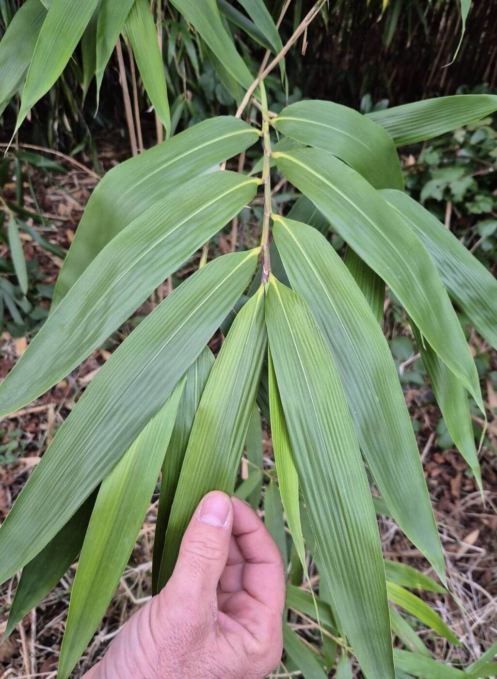 Pseudosasa japonica (Bambou flèche) – 15L – 175+ cm
