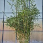 Robusta Campbell Bambou - 60L - 250-300 cm