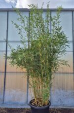 Robusta Campbell Bambou - 60L - 250-300 cm