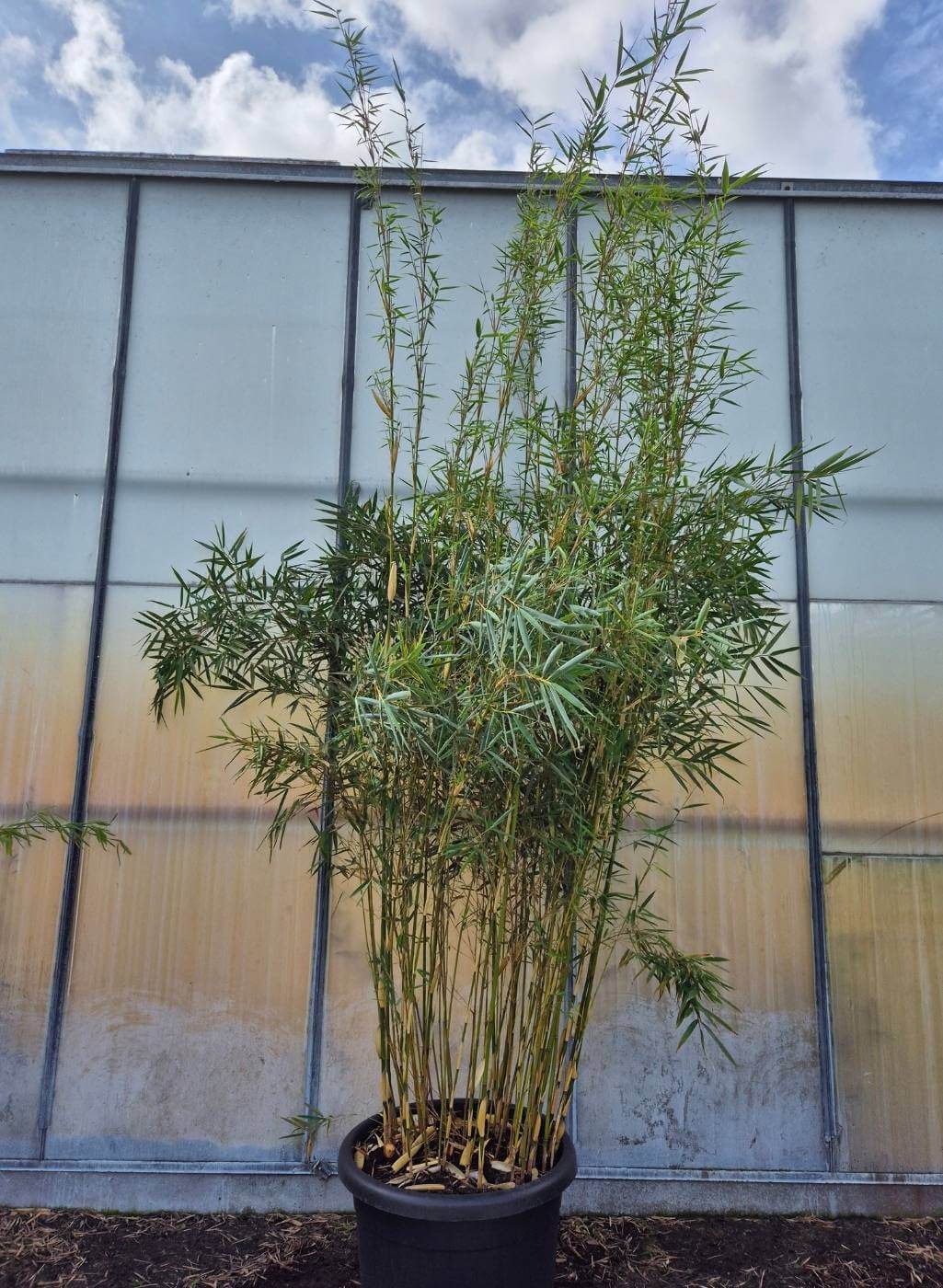 Robusta Campbell Bambou – 60L – 250-300 cm