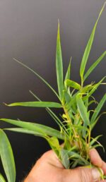 Robusta Campbell Bambou - 60L - 250-300 cm 4