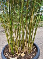 Robusta Campbell Bambou - 60L - 250-300 cm 5