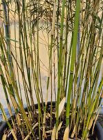 Robusta Campbell Bambou - 60L - 250-300 cm 6