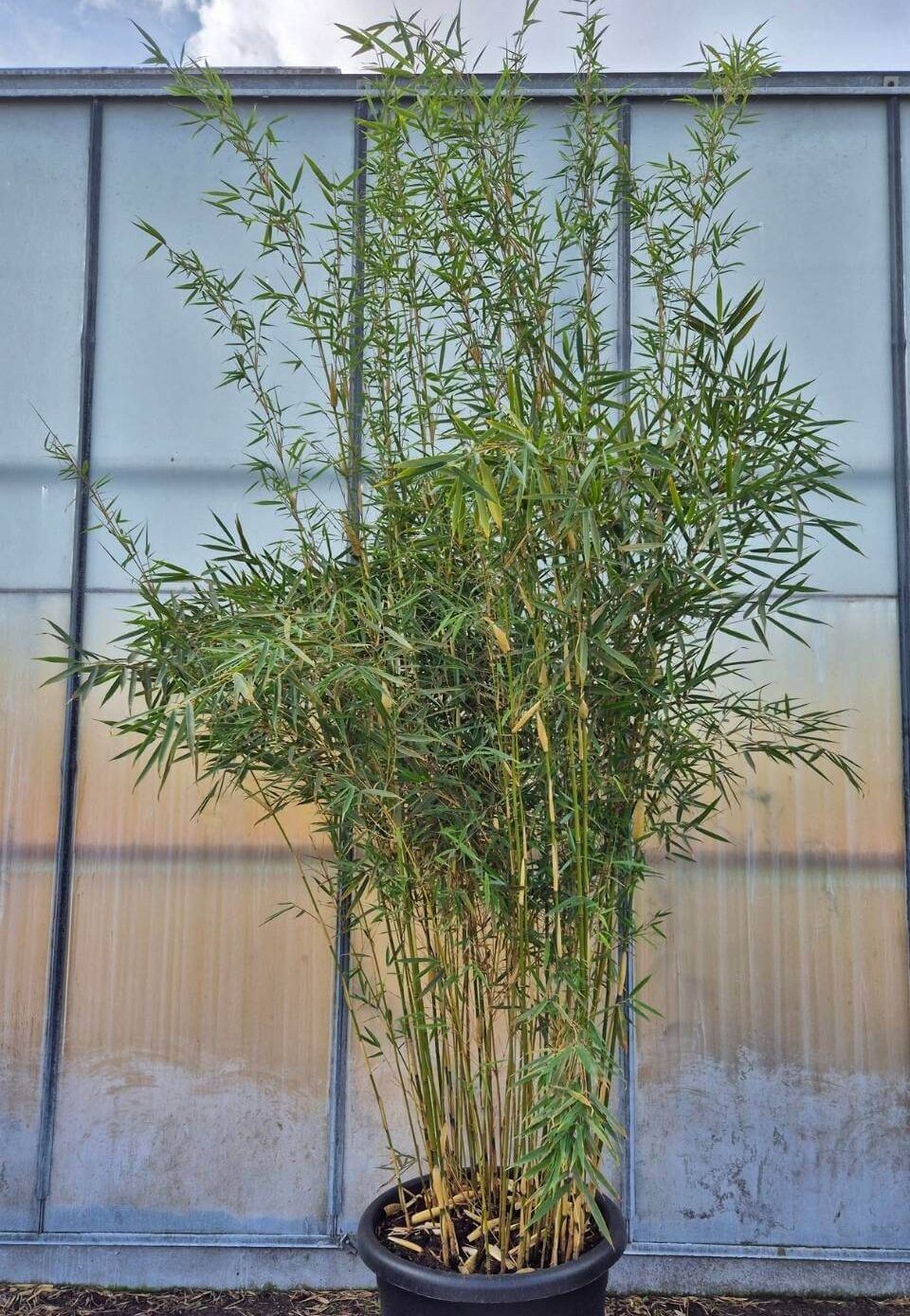 Robusta Campbell Bambou - 60L - 250-300 cm