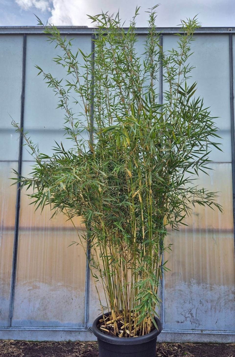 Robusta Campbell Bambou – 60L – 250-300 cm