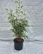 Haie de bambou Robusta Wolong 35L 150 cm – palissade dense et persistante