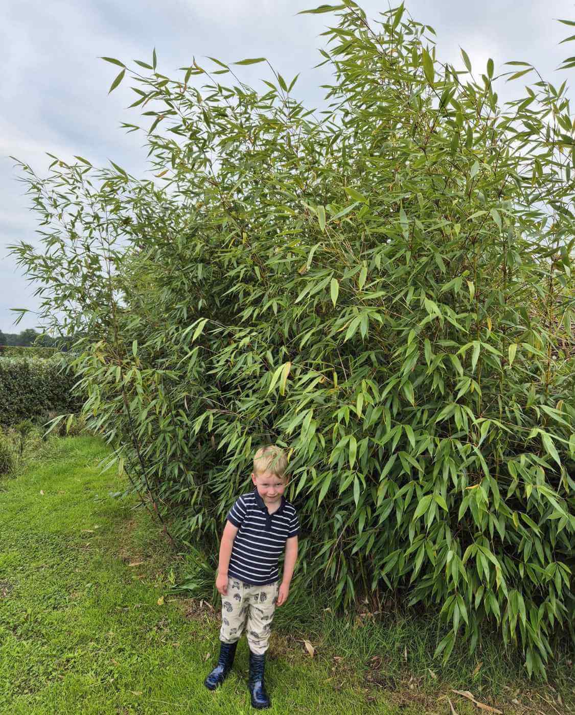 Robusta Wolong 35L – 175+ cm