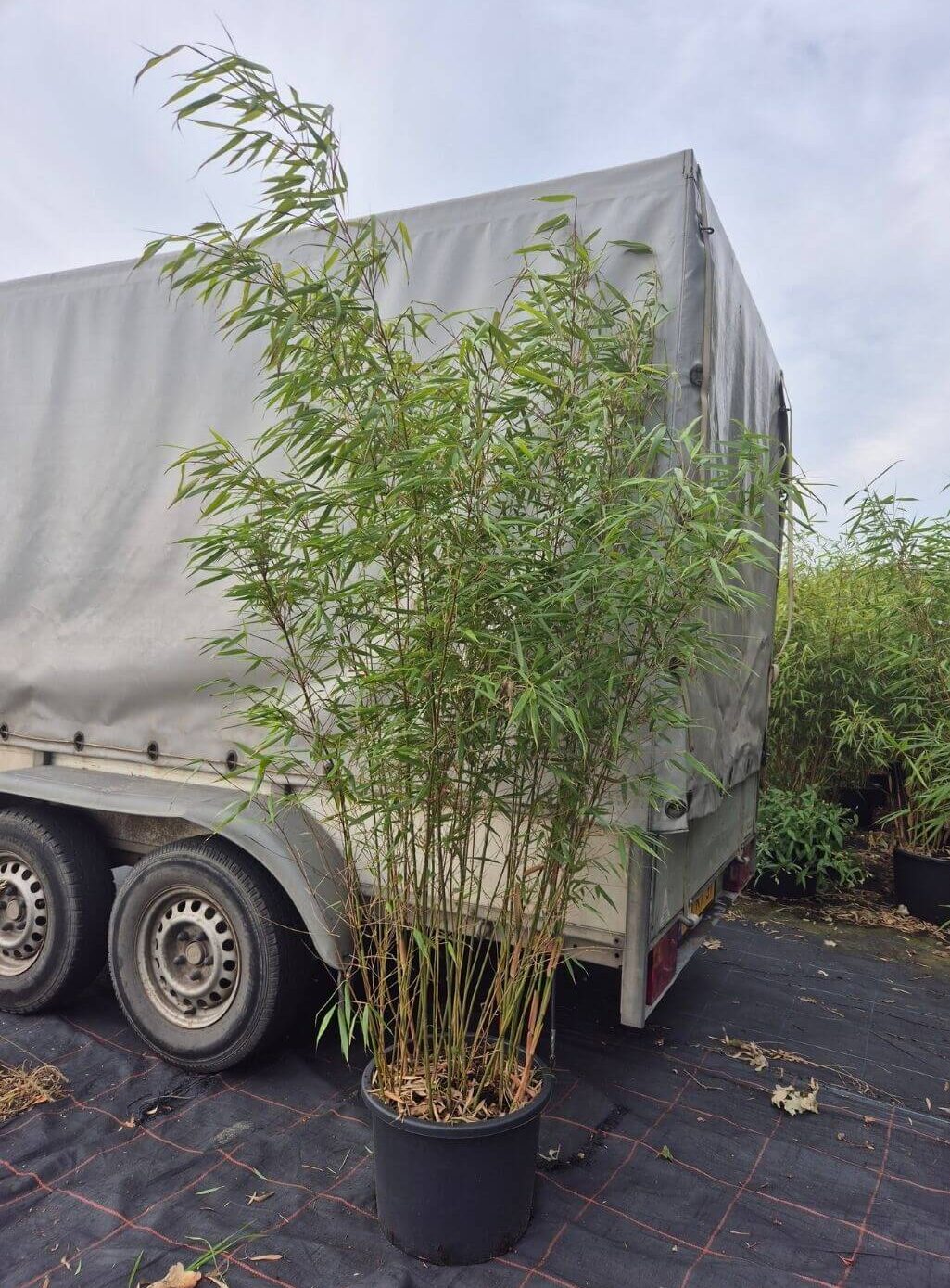 scabrida asian wonder conteneur 35 litres, hauteur 175 CM