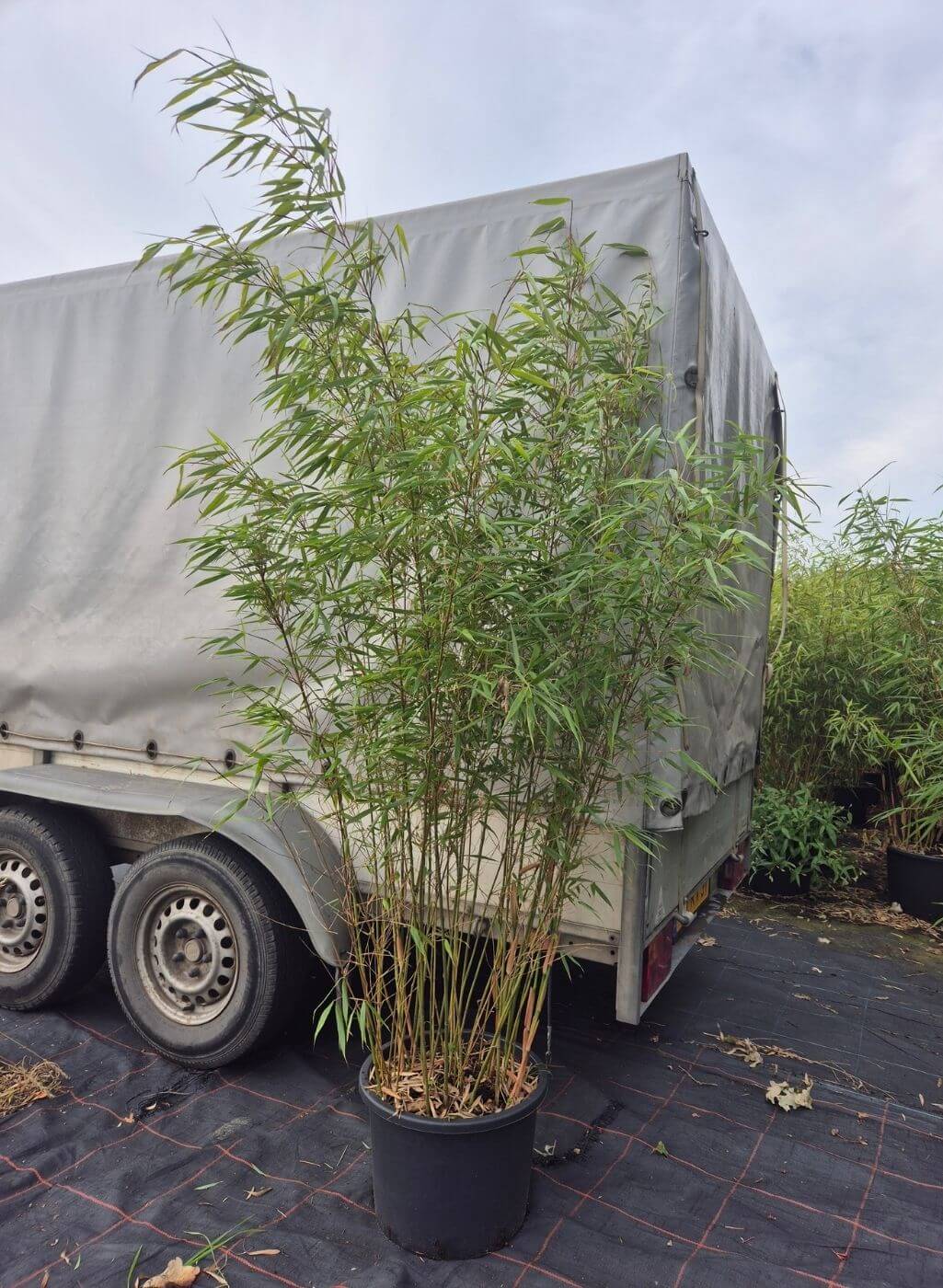 scabrida asian wonder conteneur 35 litres, hauteur 175 CM scabrida asian wonder conteneur 35 litres, hauteur 175 CM
